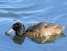 Black-Headed Duck (WWT Slimbridge May 2015) - pic by Nigel Key